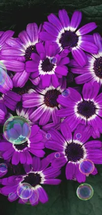 Plant Flower Purple Live Wallpaper