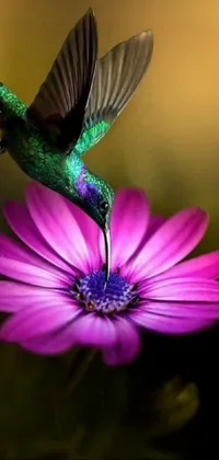 This stunning phone live wallpaper features a hummingbird sitting on a purple flower in stunning realism