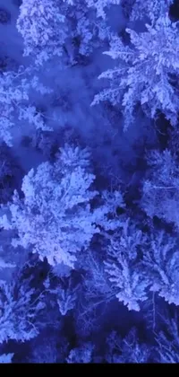 This phone live wallpaper showcases a beautiful bird's eye view of snow-covered trees set in a serene, wintery forest
