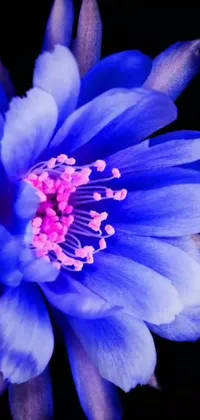This phone live wallpaper boasts a close-up of a magnificent blue flower set against a dark background