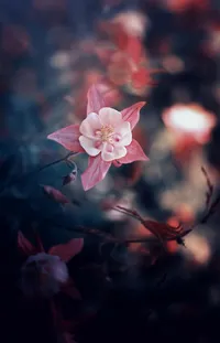 Plant Flower Sky Live Wallpaper