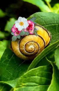 Plant Flower Snail Live Wallpaper