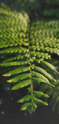 Plant Flower Terrestrial Plant Live Wallpaper