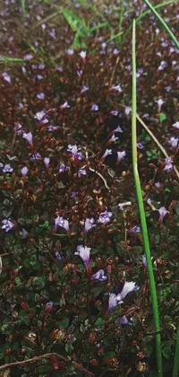 The phone live wallpaper showcases an awe-inspiring scene of vibrant purple blossoms resting on a vivid green field, complemented by a bed of lush moss