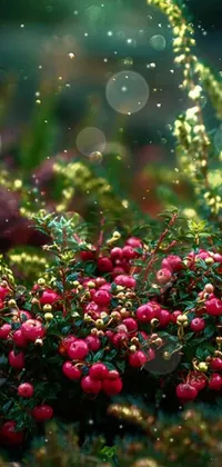 Berry Live Wallpaper