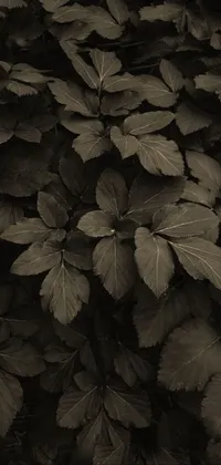 Plant Flower Tree Live Wallpaper