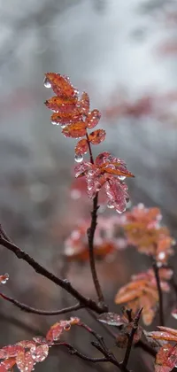 Get lost in the serenity of nature with this phone live wallpaper featuring a close-up view of a textured tree branch covered in glistening water droplets