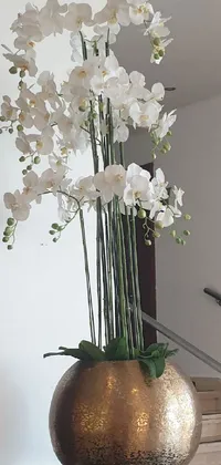 Plant Flower Vase Live Wallpaper