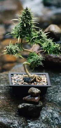 Plant Flowerpot Bonsai Live Wallpaper