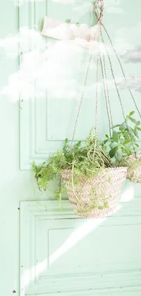 Plant Flowerpot Twig Live Wallpaper