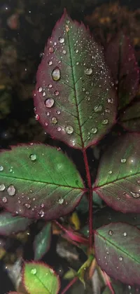Plant Fluid Terrestrial Plant Live Wallpaper