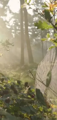 Imagine being transported to a serene forest with this mesmerizing spider web live wallpaper