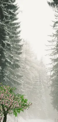 This stunning phone live wallpaper showcases a bold red fire hydrant set on the edge of a road in a misty romantic forest setting