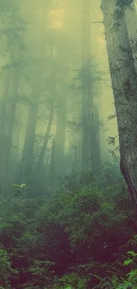 Plant Fog Wood Live Wallpaper