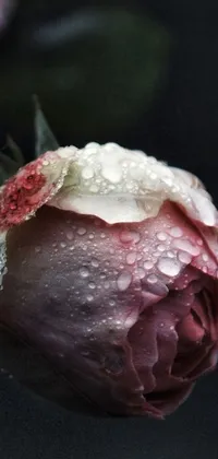 flower Live Wallpaper
