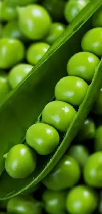 Plant Food Green Live Wallpaper