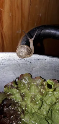 This live phone wallpaper features a snail perched atop lettuce in a pot