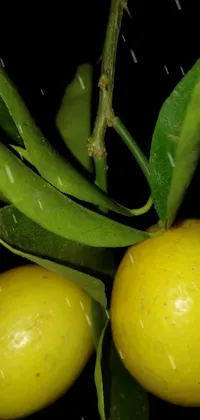Plant Food Yellow Live Wallpaper
