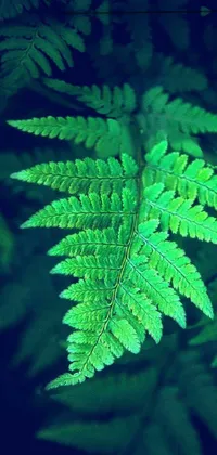 This stunning phone live wallpaper features a close-up of a green-leaved plant with a psychedelic fern-like pattern
