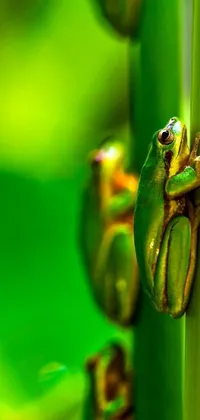 This phone live wallpaper depicts a green frog sitting atop a plant in stunning detail
