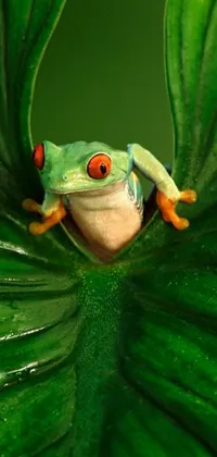 Plant Frog Leaf Live Wallpaper