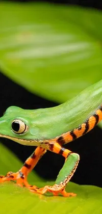 This live phone wallpaper features an up close and lifelike image of a frog sitting on a leaf