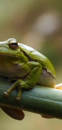 Plant Frog True Frog Live Wallpaper