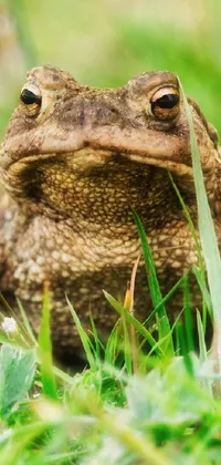 Transform your phone's background with this stunning live wallpaper featuring a detailed and lifelike toad amidst a beautiful natural scenery