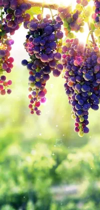 grapes tree Live Wallpaper