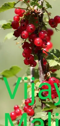 This phone live wallpaper features a close up of a bunch of berries on a tree, with lush vines and flowers in the backdrop
