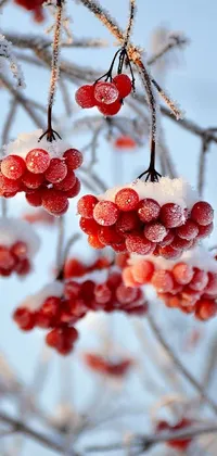 This phone live wallpaper depicts a stunning close-up view of red and white berries on a tree