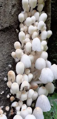 This live wallpaper showcases a group of white mushrooms growing on a tree, designed with a minimalist style