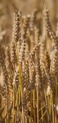 This phone live wallpaper features a breathtaking field of wheat, captured in close-up to showcase its intricate details and gentle movements in the wind