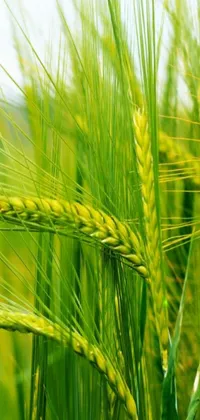 Enjoy the peaceful beauty of nature on your mobile device with this live wallpaper featuring a field of green wheat