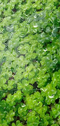 Plant Grass Aquatic Plant Live Wallpaper