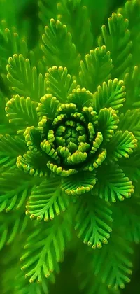 Plant Grass Aquatic Plant Live Wallpaper
