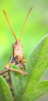 This phone live wallpaper showcases a captivating close-up image of a grasshopper on a leaf