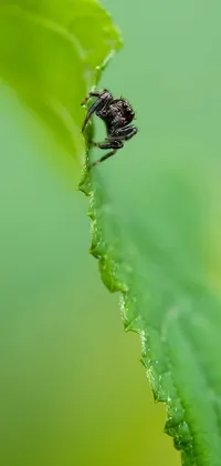 Plant Grass Arthropod Live Wallpaper