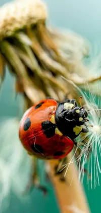 This live phone wallpaper depicts a cute ladybug resting on a dandelion with seeds gently blowing from its fluff