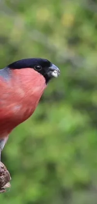 This live wallpaper brings nature's charm to your phone! A vivid bird in black and red perches on a wooden log with a salt and pepper goatee adorning its cute round beak