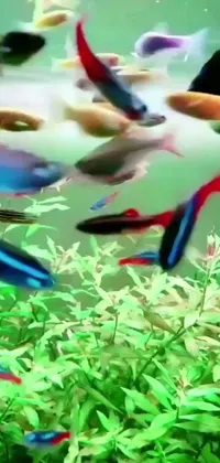 This live wallpaper showcases a colorful fish tank filled with vibrant fish, perfect for aquatic life lovers