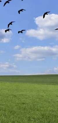 This mobile live wallpaper showcases a lovely green field accompanied by a vast blue sky with a precisionist touch