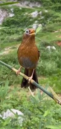 A lively bird perched on a branch serves as the key feature of this engaging phone live wallpaper, with nature documentary footage from Sichuan province in China forming the dynamic backdrop