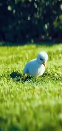 Looking for a phone wallpaper that will add a touch of nature to your device? Check out this cute and adorable live wallpaper, featuring a small white bird perched on a lush green field