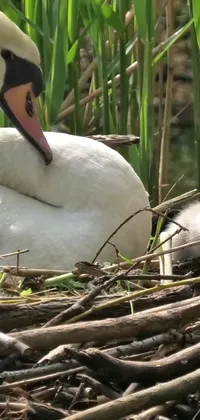 This enchanting live wallpaper showcases a lovely birthing scene of two swans resting atop their intricately woven nest which floats on shimmering ivory-colored waters