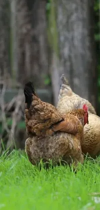 This phone live wallpaper showcases a serene renaissance scene with a close-up shot of brown chickens on top of a lush green field in a back yard setting