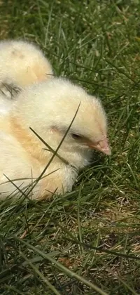 This phone live wallpaper features an adorable baby chicken sleeping peacefully in the grass