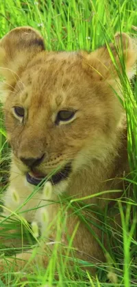 This mobile live wallpaper showcases a stunning close-up shot of a young lion relaxing in golden grass