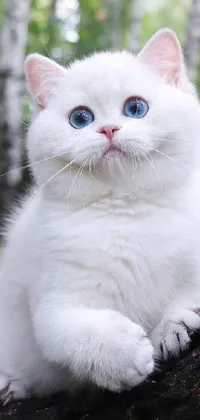 This stunning live wallpaper features a white cat with blue eyes perched upon a tree in a serene forest setting