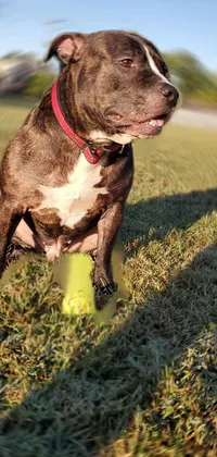 This live wallpaper offers a delightful scene of a pitbull dog enjoying a beautiful day in nature